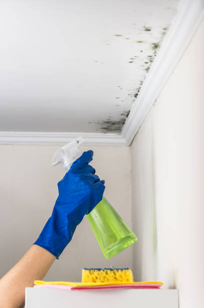 Best Specialized Mold Remediation in South Waverly, PA